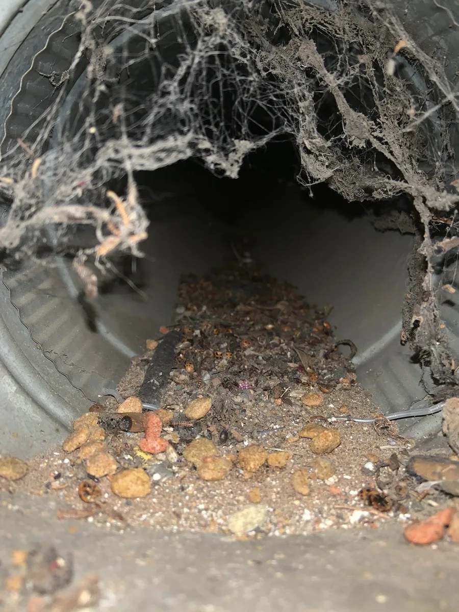 Kibbles n bits — pet food and debris found inside a residential air duct