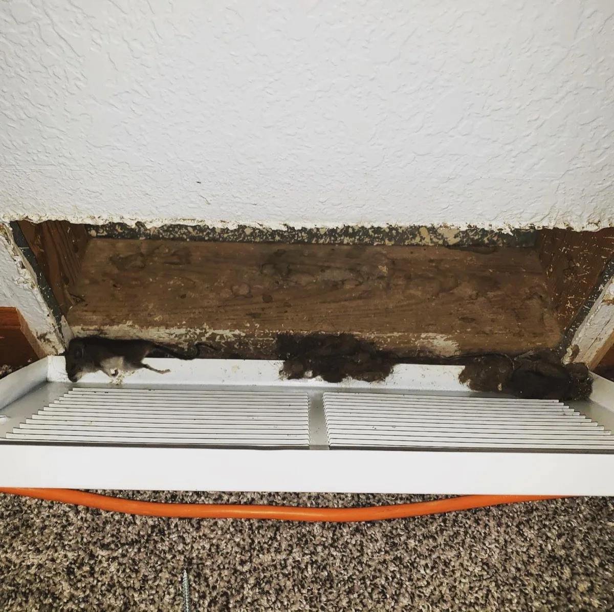 Uninvited visitors found inside a floor register vent